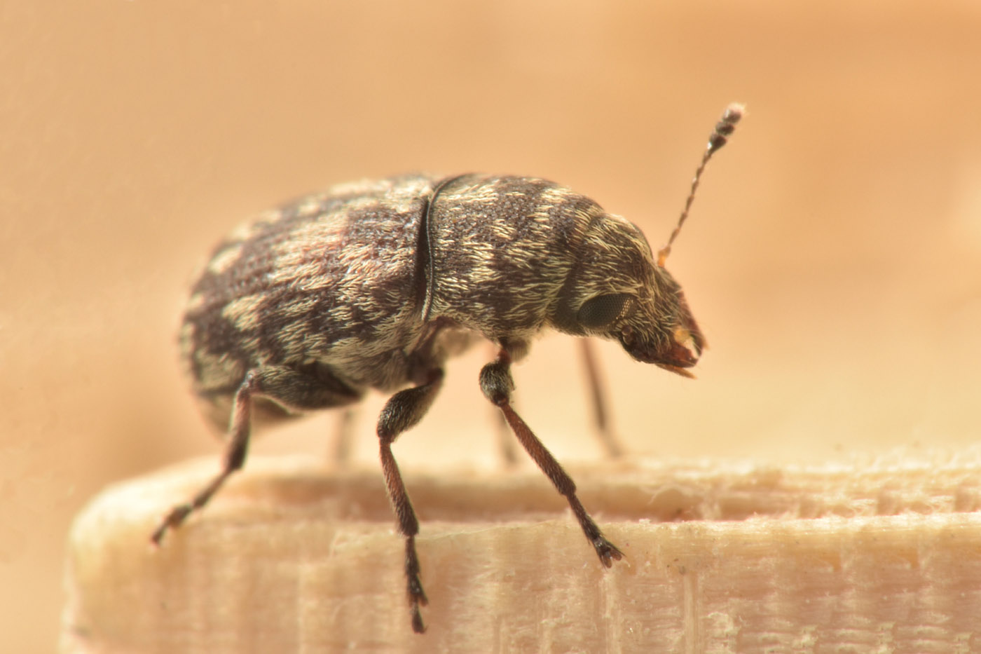 Anthribidae: Eusphyrus sp?  S, Eusphyrus vasconicus